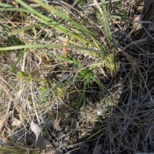 Eryngium ovinum at Hackett, ACT - 10 Aug 2024 02:46 PM