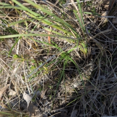 Eryngium ovinum (Blue Devil) at Hackett, ACT - 10 Aug 2024 by Avery