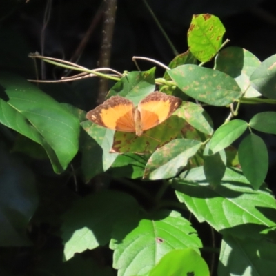 Cupha prosope (Bordered Rustic) at Mission Beach, QLD - 13 Aug 2024 by lbradley