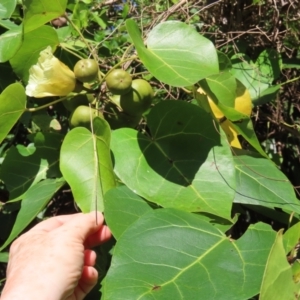 Thespesia populnea at Mission Beach, QLD - 13 Aug 2024