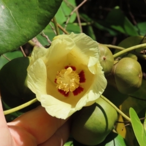 Thespesia populnea at Mission Beach, QLD - 13 Aug 2024 03:16 PM