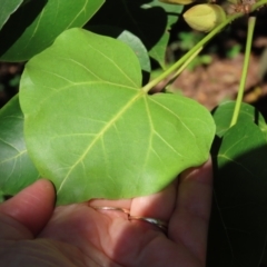 Thespesia populnea at Mission Beach, QLD - 13 Aug 2024