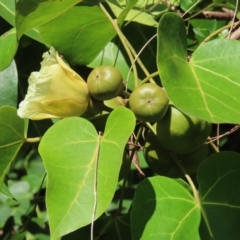 Thespesia populnea at Mission Beach, QLD - 13 Aug 2024