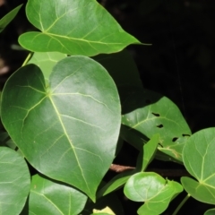 Thespesia populnea at Mission Beach, QLD - 13 Aug 2024