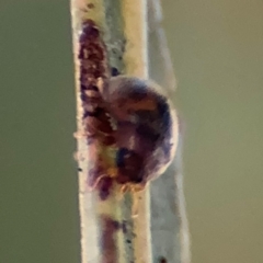 Coccinellidae (family) (Unidentified lady beetle) at Russell, ACT - 12 Aug 2024 by Hejor1