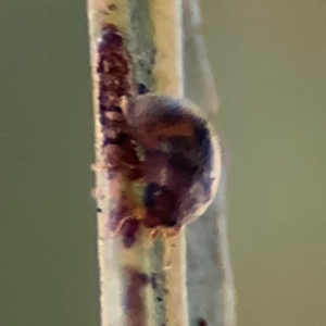 Coccinellidae (family) at Russell, ACT - 12 Aug 2024