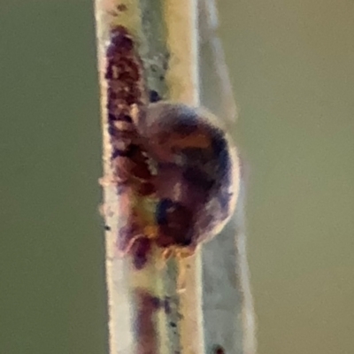 Coccinellidae (family) (Unidentified lady beetle) at Russell, ACT - 12 Aug 2024 by Hejor1