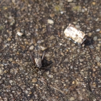 Bobilla sp. (genus) (A Small field cricket) at Coombs, ACT - 13 Aug 2024 by Miranda