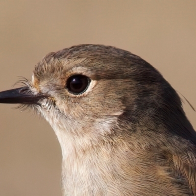 Petroica phoenicea (Flame Robin) at Rendezvous Creek, ACT - 11 Aug 2024 by jb2602