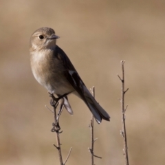 Petroica phoenicea at Rendezvous Creek, ACT - 11 Aug 2024