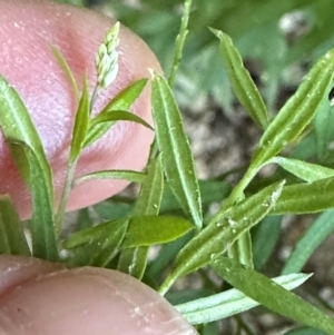 Polygala paniculata at Djiru, QLD - 13 Aug 2024 04:23 PM