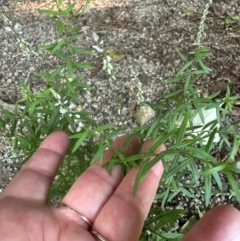 Polygala paniculata at Djiru, QLD - 13 Aug 2024