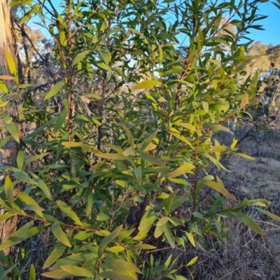 Hakea salicifolia subsp. salicifolia (Willow-leaved Hakea) at Symonston, ACT - 13 Aug 2024 by Mike