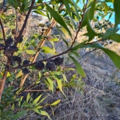 Hakea salicifolia subsp. salicifolia at Symonston, ACT - 13 Aug 2024