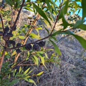 Hakea salicifolia subsp. salicifolia at Symonston, ACT - 13 Aug 2024 04:30 PM