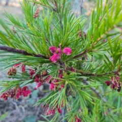 Grevillea rosmarinifolia subsp. rosmarinifolia (Rosemary Grevillea) at Symonston, ACT - 13 Aug 2024 by Mike