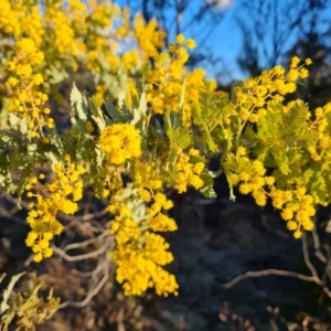 Acacia baileyana at Symonston, ACT - 13 Aug 2024 04:23 PM