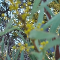 Acacia rubida (Red-stemmed Wattle, Red-leaved Wattle) at Symonston, ACT - 13 Aug 2024 by Mike