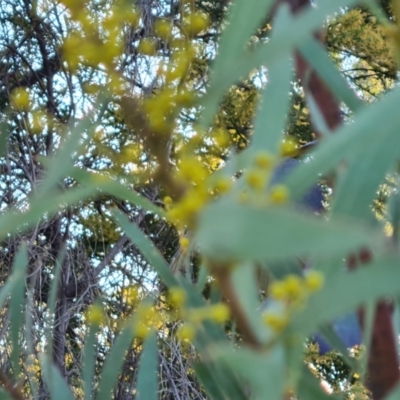 Acacia rubida (Red-stemmed Wattle, Red-leaved Wattle) at Symonston, ACT - 13 Aug 2024 by Mike