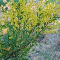 Acacia (genus) (A Wattle) at Symonston, ACT - 13 Aug 2024 by Mike