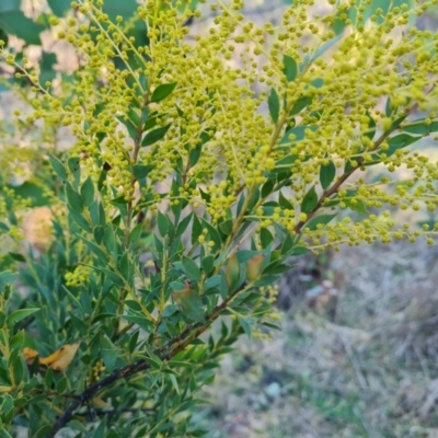 Acacia sp. (A Wattle) at Symonston, ACT - 13 Aug 2024 by Mike