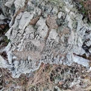 Papyrius sp. (genus) at Symonston, ACT - suppressed