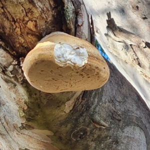 Laetiporus portentosus at Symonston, ACT - 13 Aug 2024