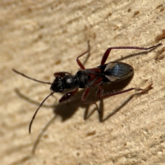 Daerlac cephalotes (Ant Mimicking Seedbug) at Russell, ACT - 12 Aug 2024 by Hejor1