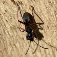 Daerlac cephalotes at Russell, ACT - 12 Aug 2024 01:55 PM