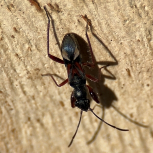 Daerlac cephalotes at Russell, ACT - 12 Aug 2024