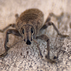 Polyphrades paganus at Russell, ACT - 12 Aug 2024