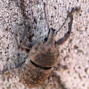 Polyphrades paganus at Russell, ACT - 12 Aug 2024