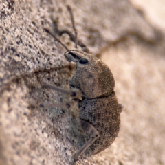 Polyphrades paganus at Russell, ACT - 12 Aug 2024 01:57 PM