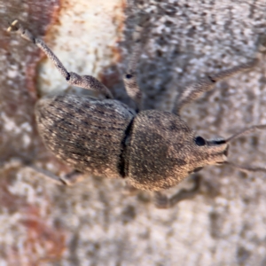 Polyphrades paganus at Russell, ACT - 12 Aug 2024