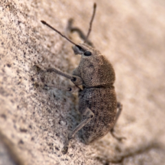 Polyphrades paganus at Russell, ACT - 12 Aug 2024