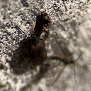 Sciaridae sp. (family) at Russell, ACT - 12 Aug 2024