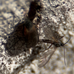 Sciaridae sp. (family) at Russell, ACT - 12 Aug 2024