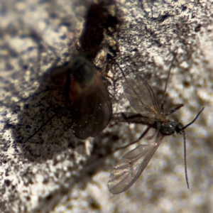 Sciaridae sp. (family) at Russell, ACT - 12 Aug 2024