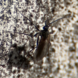 Sciaridae sp. (family) at Russell, ACT - 12 Aug 2024