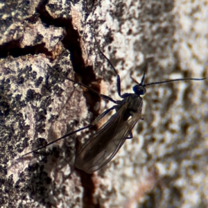 Sciaridae sp. (family) at Russell, ACT - 12 Aug 2024