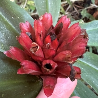 Unidentified Other Shrub at Djiru, QLD - 13 Aug 2024 by lbradley