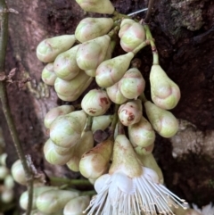 Syzygium cormiflorum at Djiru, QLD - 13 Aug 2024 03:49 PM