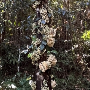 Syzygium cormiflorum at Djiru, QLD - 13 Aug 2024 03:49 PM