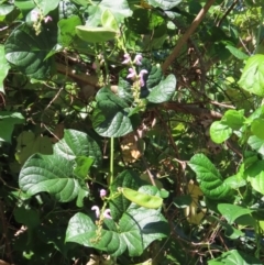 Canavalia rosea (Coastal Jack Bean) at Mission Beach, QLD - 13 Aug 2024 by lbradley