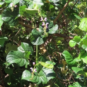 Canavalia rosea at Mission Beach, QLD - 13 Aug 2024