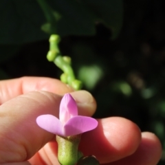 Canavalia rosea at Mission Beach, QLD - 13 Aug 2024