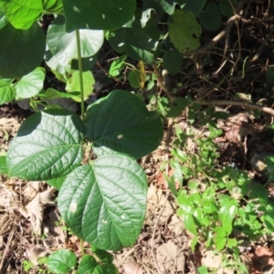 Canavalia rosea at Mission Beach, QLD - 13 Aug 2024