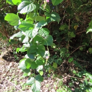 Canavalia rosea at Mission Beach, QLD - 13 Aug 2024