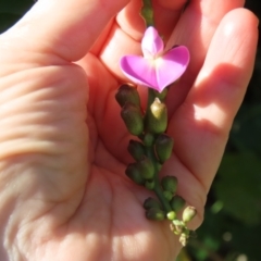 Canavalia rosea at Mission Beach, QLD - 13 Aug 2024