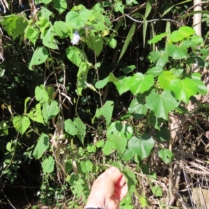 Ipomoea nil at Mission Beach, QLD - 13 Aug 2024